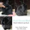 Quality Holland Lop buck for sale