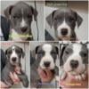 American Pit Bull Terrier puppies