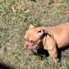 Exotic Bully for sale for a good price