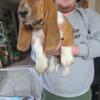 Bassets of Va for sale