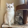 British Shorthair Kittens