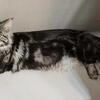 Mainecoon kittens(males and females)