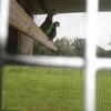 Young bonded pair of Cape Parrots available for $5,000
