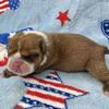 Eli-red make English bulldog