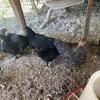 BYM bantam chicks