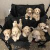 Golden Doodle Puppies (Double Doodle)Birthday 4-27-2026
