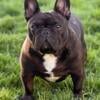 Quality mini brindle frenchbulldog puppies !