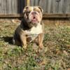 ENGLISH BULLDOG STUD SERVICE