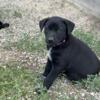 Norwegian Elkhound/ German Shorthaired Pointer puppies