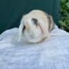 Pedigreed Holland lop Doe