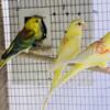 Red rumped parakeet 2024 babies available