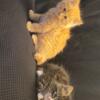 Maine coon kittens 2 babies available 