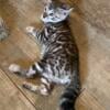 Snow Sepia Bengal kitten