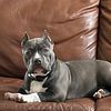 6 mos American Bully Female