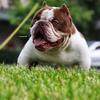 Micro Exotic American Bully male