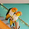 White bellied caique male/ female pair