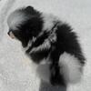 Akc female parti Pomeranian black and white