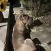 6 month old Cane Corso