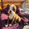 Boston Terrier boy ready to join your family!