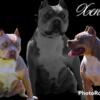 Female American Bully for sale ( Xena )