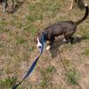 Rescued pitsky