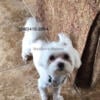 Maltese Purebred Pedigree Male $2600