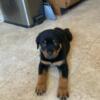 3 beautiful female akc rottweiler puppies ready for their forever homes