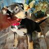 Female Puppies, Sylvester, Ga