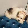 2 beautiful shorkie males available for rehome