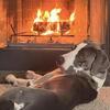 Male Great Dane
