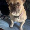 Female French bulldog