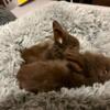 Lionhead Rabbits (Bunnies) Ranging in age from 6 weeks to 9 months