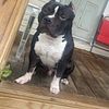 $500 3 y.o American Bully for sale