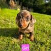 Smooth Coated Miniature Dachshund Puppies