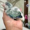 Adorable Baby Quaker parrots