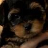 Yorkipoo Mini puppies 1 boy 2 girls 