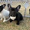 French Bulldogs