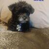 Teacup Morkiepoo Puppies!