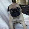 AKC pug puppies for sale