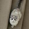 Ragdoll Cat