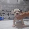 Pocket American Bully