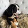 Ultra bernedoodle female