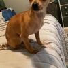 Chihuahua rehome