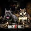 American bully 