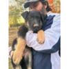 GERMAN SHERPHERD MALE PUPPY - JAX