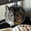 Two Female Chinchillas- Rehoming near Chicago, IL