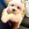 Adorable toy Maltese