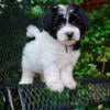 AKC Coton De Tulear(Females and Males) Taking Reservations