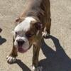 Near Chicago. Indiana Puppy Bulldog, female & males, registered. Ready, no deposit