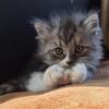 Siberian kitten